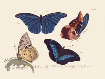Jablonsky Butterfly 027